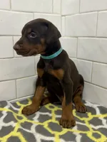 Zak , a male Doberman Pinscher for sale in Reeds Spring, MO – 4 of 4