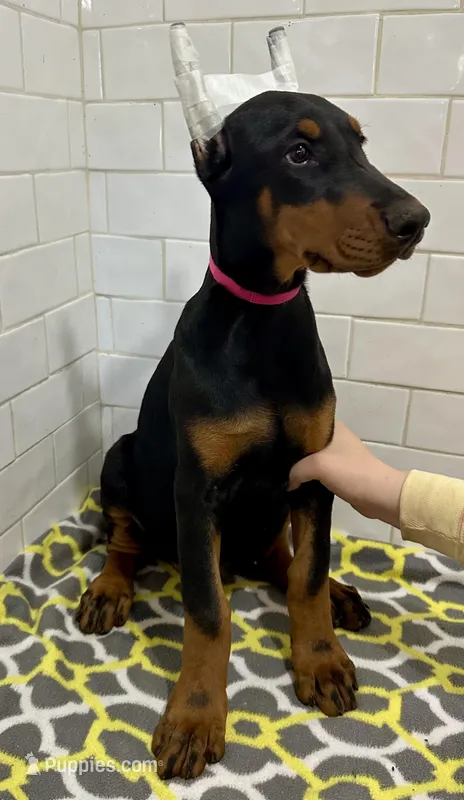 Aubrey  – Doberman Pinscher puppy for sale in Reeds Spring, MO