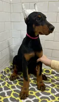 Aubrey , a female Doberman Pinscher for sale in Reeds Spring, MO – Photo 1 of 3