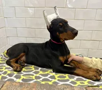 Aubrey , a female Doberman Pinscher for sale in Reeds Spring, MO – Photo 2 of 3