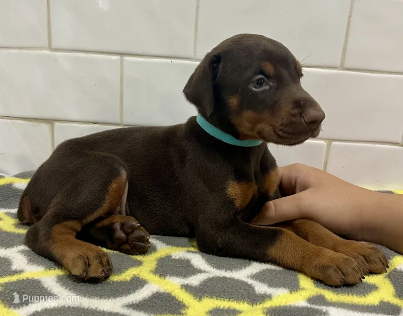 Zak  – Doberman Pinscher puppy for sale in Reeds Spring, MO