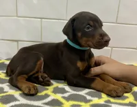 Zak , a male Doberman Pinscher for sale in Reeds Spring, MO – 1 of 4