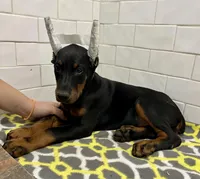 Bayley , a female Doberman Pinscher for sale in Reeds Spring, MO – Photo 4 of 4