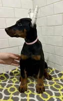 Bayley , a female Doberman Pinscher for sale in Reeds Spring, MO – Photo 2 of 4