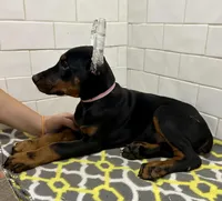 Bayley , a female Doberman Pinscher for sale in Reeds Spring, MO – Photo 3 of 4