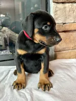 Dawson, a male Doberman Pinscher for sale in Reeds Spring, MO – 2 of 2