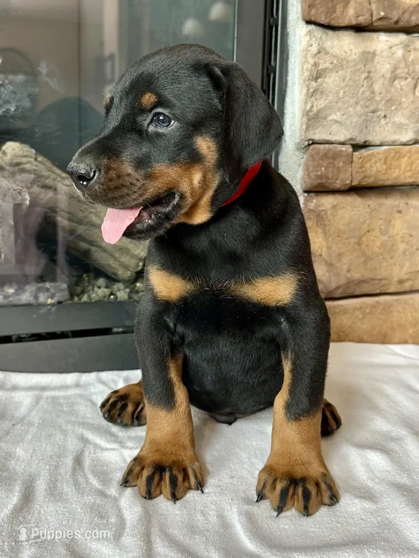 Dawson – Doberman Pinscher puppy for sale in Reeds Spring, MO
