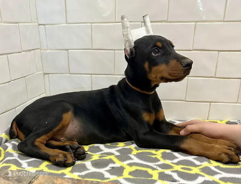 Ace – Doberman Pinscher puppy for sale in Reeds Spring, MO