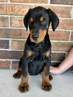 Poppy, a female Doberman Pinscher for sale in Reeds Spring, MO – Photo 3 of 4