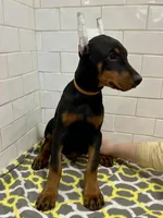 Ace, a male Doberman Pinscher for sale in Reeds Spring, MO – Photo 2 of 3
