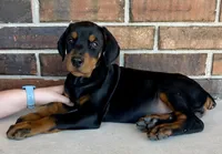 Poppy, a female Doberman Pinscher for sale in Reeds Spring, MO – Photo 2 of 4