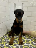 Ace, a male Doberman Pinscher for sale in Reeds Spring, MO – Photo 3 of 3