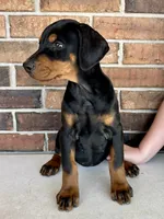 Poppy, a female Doberman Pinscher for sale in Reeds Spring, MO – Photo 1 of 4