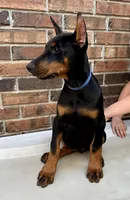 Francis, a female Doberman Pinscher for sale in Reeds Spring, MO – Photo 4 of 5