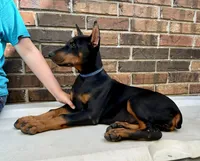 Francis, a female Doberman Pinscher for sale in Reeds Spring, MO – Photo 3 of 5