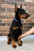 Francis, a female Doberman Pinscher for sale in Reeds Spring, MO – Photo 5 of 5