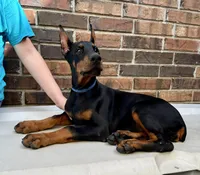 Francis, a female Doberman Pinscher for sale in Reeds Spring, MO – Photo 1 of 5