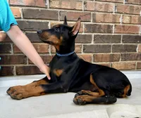 Francis, a female Doberman Pinscher for sale in Reeds Spring, MO – Photo 2 of 5