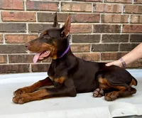Angola, a female Doberman Pinscher for sale in Reeds Spring, MO – Photo 3 of 5