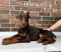 Angola, a female Doberman Pinscher for sale in Reeds Spring, MO – Photo 5 of 5