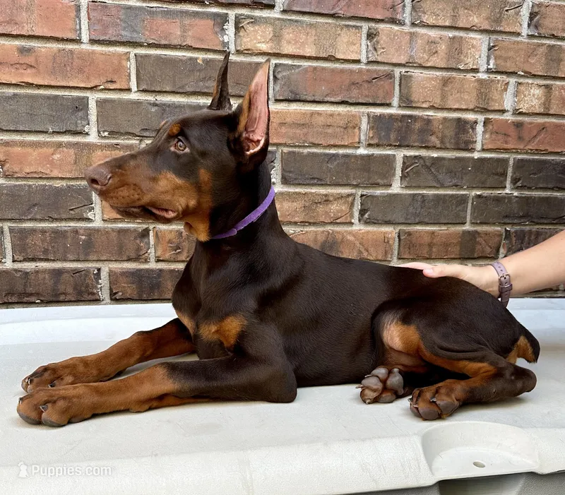 Angola, a female Doberman Pinscher for sale in Reeds Spring, MO – Photo 1 of 5