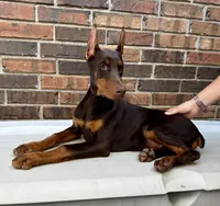 Angola, a female Doberman Pinscher for sale in Reeds Spring, MO – Photo 2 of 5