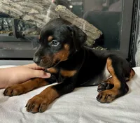 Dina , a female Doberman Pinscher for sale in Reeds Spring, MO – 2 of 3
