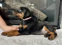 Dina , a female Doberman Pinscher for sale in Reeds Spring, MO – 1 of 3