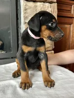 Dina , a female Doberman Pinscher for sale in Reeds Spring, MO – 3 of 3