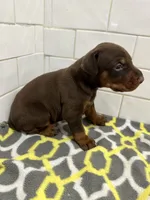 Zak , a male Doberman Pinscher for sale in Reeds Spring, MO – 2 of 2