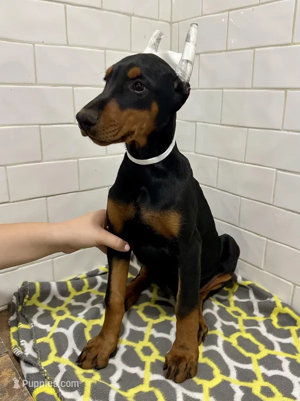 Addi – Doberman Pinscher puppy for sale in Reeds Spring, MO