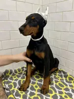 Addi, a female Doberman Pinscher for sale in Reeds Spring, MO – Photo 1 of 3
