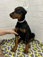 Addi, a female Doberman Pinscher for sale in Reeds Spring, MO – Photo 3 of 3