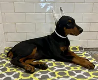 Addi, a female Doberman Pinscher for sale in Reeds Spring, MO – Photo 2 of 3