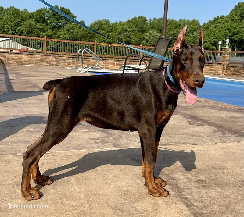 Appalachian, a female Doberman Pinscher for sale in Reeds Spring, MO – Photo 1 of 4