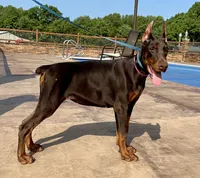 Appalachian, a female Doberman Pinscher for sale in Reeds Spring, MO – Photo 1 of 4