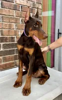 Appalachian, a female Doberman Pinscher for sale in Reeds Spring, MO – Photo 3 of 4