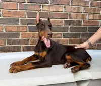 Appalachian, a female Doberman Pinscher for sale in Reeds Spring, MO – Photo 2 of 4