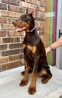 Appalachian, a female Doberman Pinscher for sale in Reeds Spring, MO – Photo 4 of 4