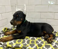 Duke , a male Doberman Pinscher for sale in Reeds Spring, MO – 2 of 3