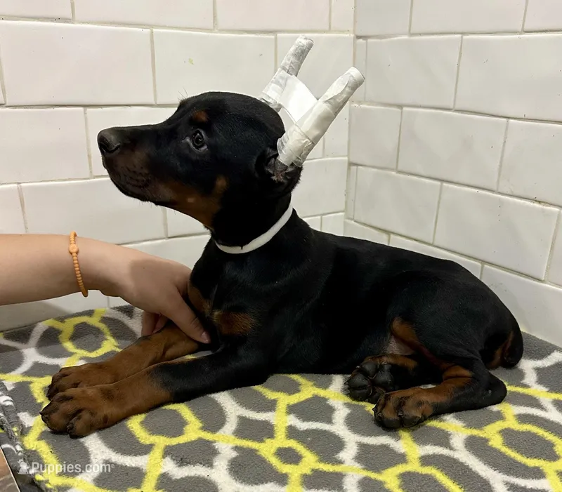 Sage – Doberman Pinscher puppy for sale in Reeds Spring, MO