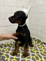 Sage, a female Doberman Pinscher for sale in Reeds Spring, MO – Photo 3 of 4