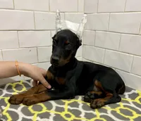 Sage, a female Doberman Pinscher for sale in Reeds Spring, MO – Photo 4 of 4