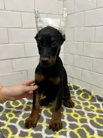 Sage, a female Doberman Pinscher for sale in Reeds Spring, MO – Photo 2 of 4