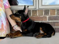 Samoa, a male Doberman Pinscher for sale in Reeds Spring, MO – Photo 3 of 4