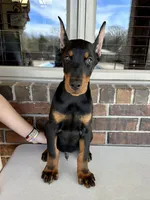 Samoa, a male Doberman Pinscher for sale in Reeds Spring, MO – Photo 2 of 4