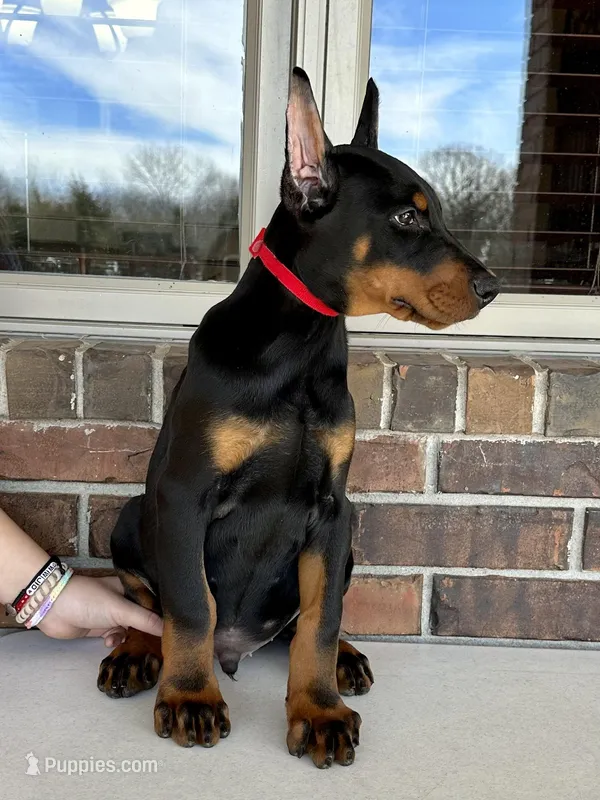 Samoa, a male Doberman Pinscher for sale in Reeds Spring, MO – Photo 1 of 4