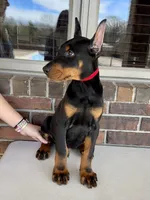 Samoa, a male Doberman Pinscher for sale in Reeds Spring, MO – Photo 4 of 4