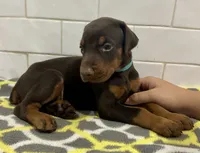 Zak , a male Doberman Pinscher for sale in Reeds Spring, MO – 3 of 4