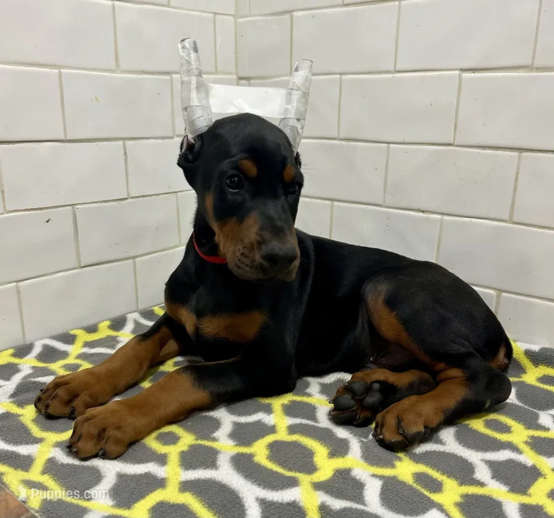 Grayson  – Doberman Pinscher puppy for sale in Reeds Spring, MO